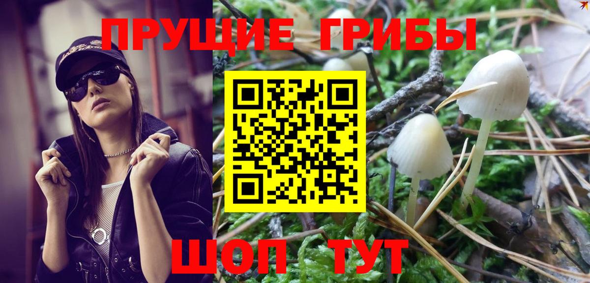 Галлюциногенные грибы Psilocybe  Вход с VPN  Карачаевск 