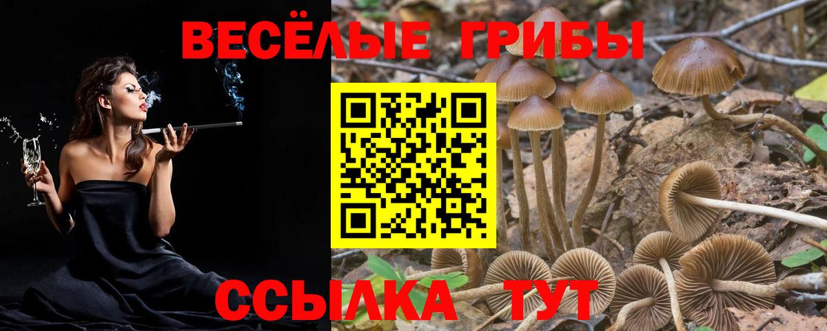 Галлюциногенные грибы прущие грибы Карачаевск